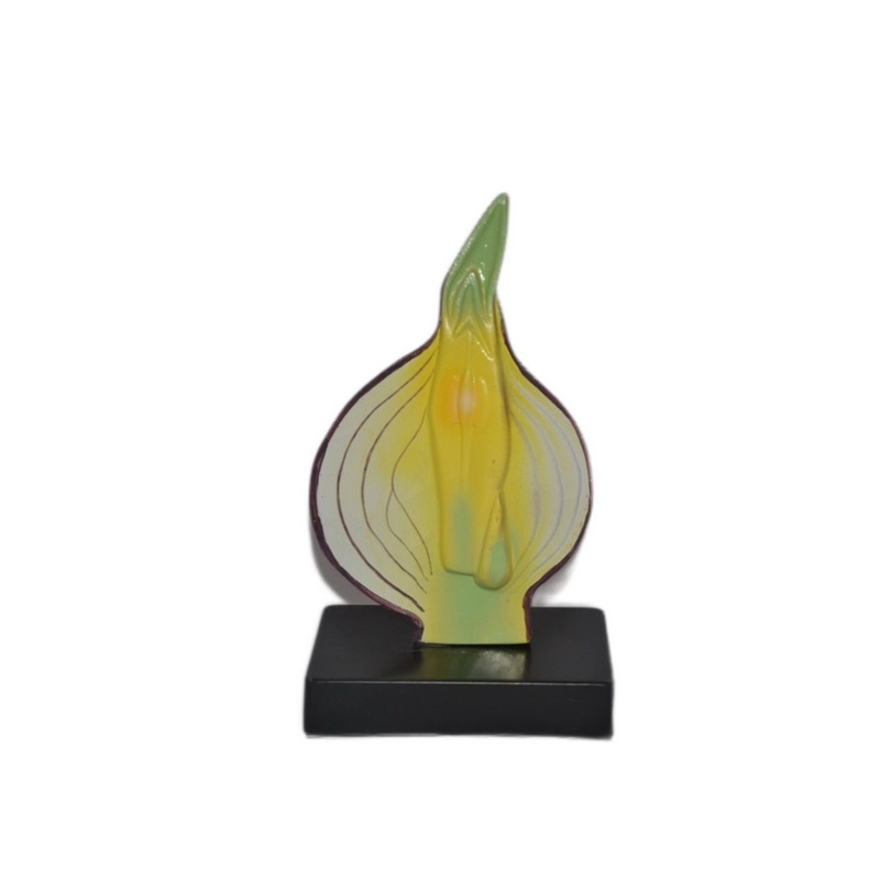 Анатомическая модель — луковица в разрезе