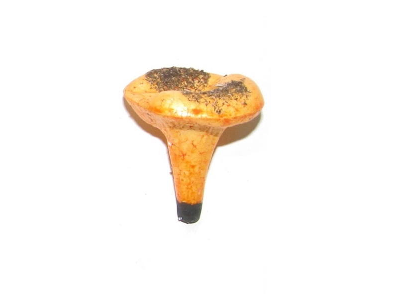 Учебный муляж гриб "Лисичка"