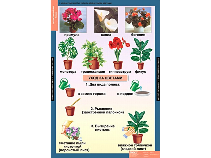 Плакаты по окружающему миру — 14 листов для 1 класса, 68×98 см