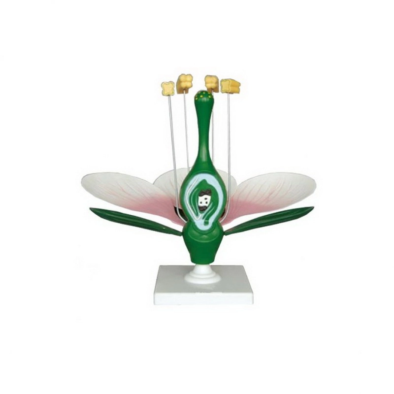 Разборная модель цветка яблони