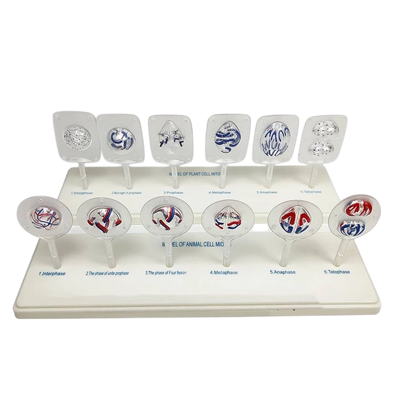 Демонстрационная модель: митоз и мейоз (пластик)