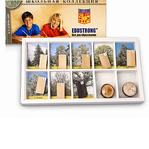 Набор образцов древесины для класса — «Древесные растения»