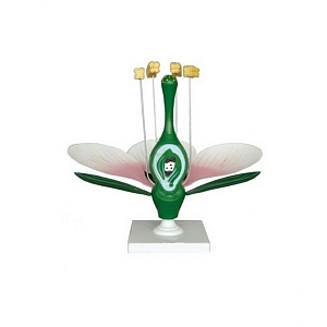 Разборная модель цветка яблони