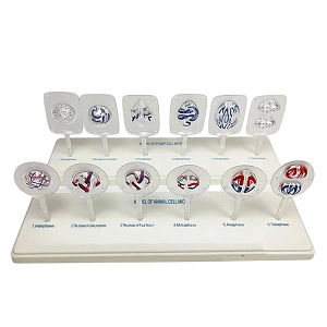 Демонстрационная модель: митоз и мейоз (пластик)