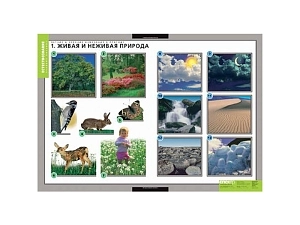 Наглядные таблицы — Летние и осенние изменения в природе