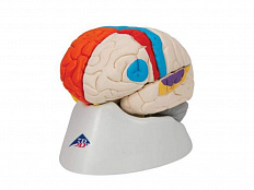 Нейро-анатомическая модель мозга