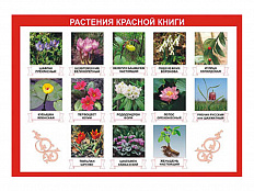 Таблица демонстрационная Растения Красной книги 100х140