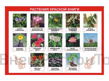 Таблица демонстрационная Растения Красной книги 100х140.