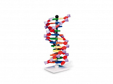 Набор Модель двойной спирали ДНК, 12 сегментов