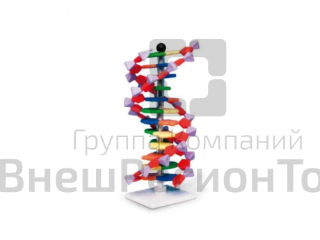 Набор Модель двойной спирали ДНК, 12 сегментов.