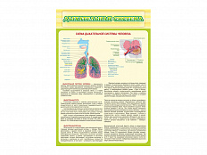 Стенд Дыхательная система