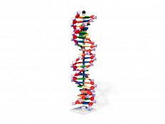 Набор Модель двойной спирали ДНК, 22 сегментов