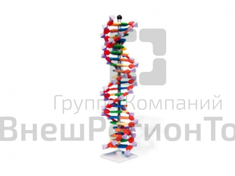 Набор Модель двойной спирали ДНК, 22 сегментов.