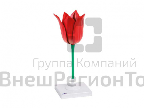 Модель цветка тюльпана.