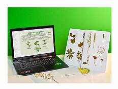 Гербарий натурально-интерактивный Морфология растений