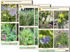 Комплект таблиц по ботанике "Многообразие растений. Придорожные и сорные" А4, 16 шт.