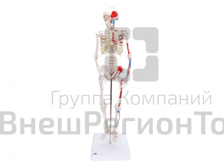 Модель мини-скелета с разметкой мышц на подставке.