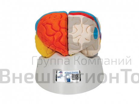 Нейро-анатомическая модель мозга, 8 частей.