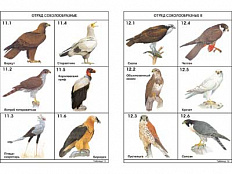 Комплект таблиц по зоологии раздат. "Разнообразие животных. Птицы." А4