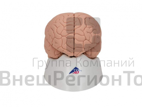Модель мозга для начального изучения.
