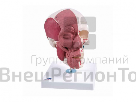 Модель черепа с лицевыми мышцами.
