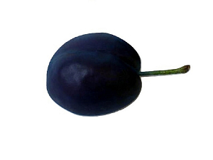 Учебный муляж «Слива» для уроков рисунка