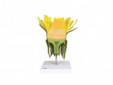 Модель цветка одуванчика