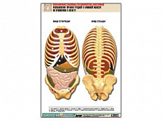 Рельефная таблица Расположение органов грудной и брюшной полостей по отношению к скелету, А1