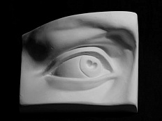 Гипсовая модель Глаз человека правый