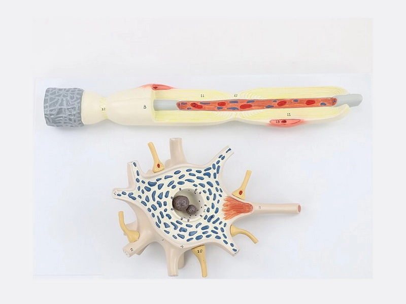 Модель нейрона человека, пластиковая