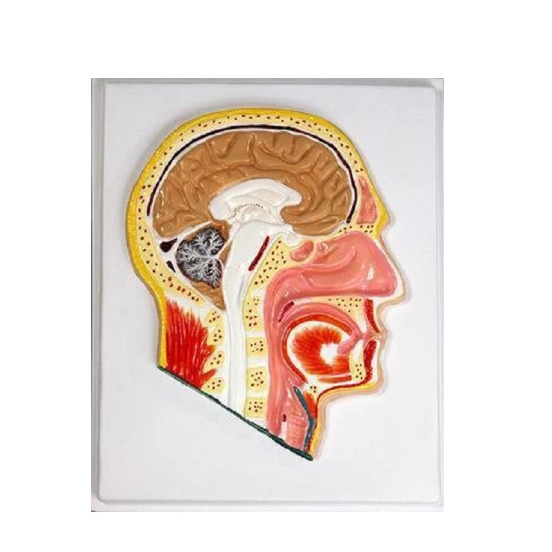 Барельефная модель «Сагиттальный разрез головы» для школы