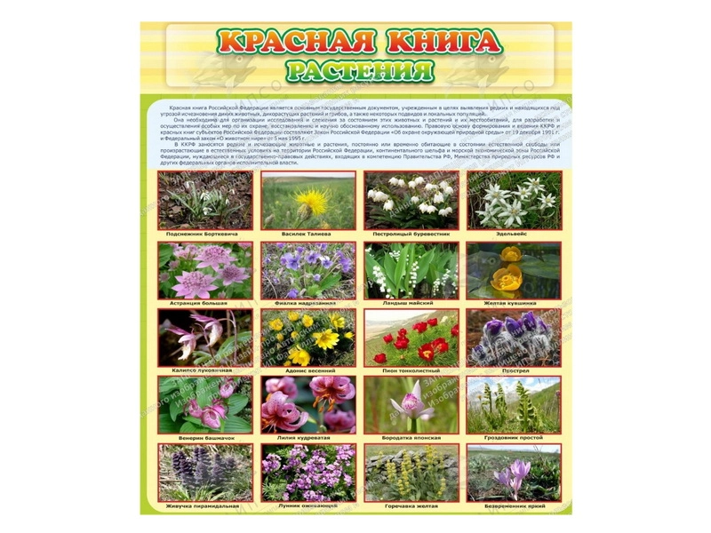 Инфо-стенд Красная книга: растения