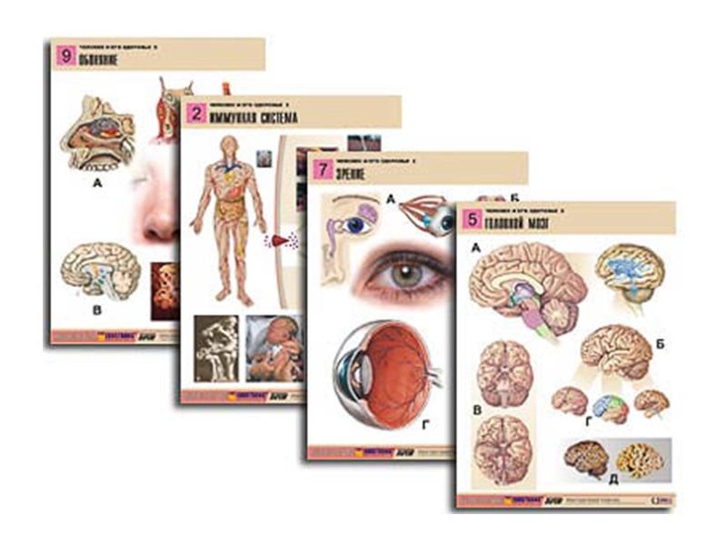 Комплект учебных таблиц «Человек и его здоровье», 10 шт.