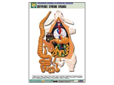 Таблица рельефная — внутреннее строение кролика, формат A1