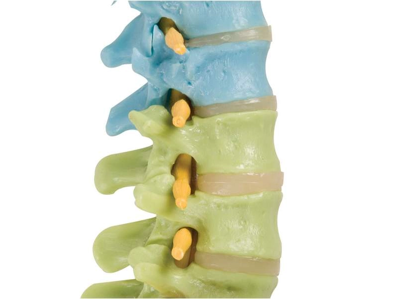 Дидактическая модель гибкого позвоночника цветная