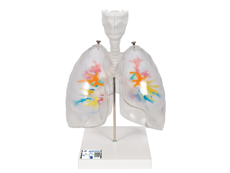 Модель гортани с бронхиальным деревом и прозрачными легкими