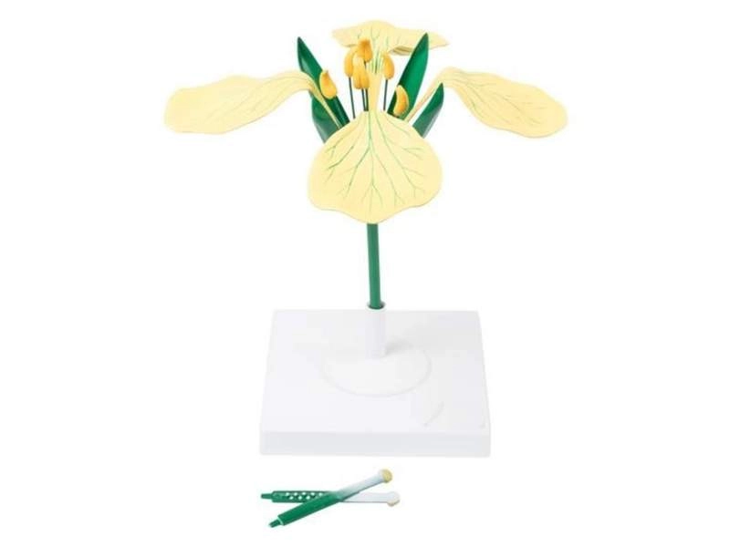 Модель цветка горчицы полевой, 12-кратное увеличение