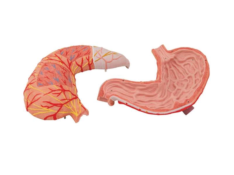 Анатомическая модель желудка (2 части)