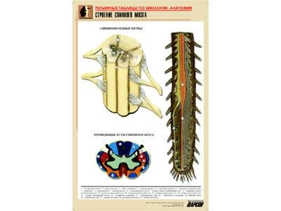 Таблица рельефная: Строение спинного мозга, формат A1