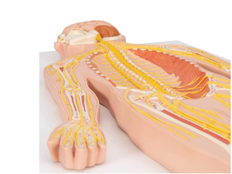 Модель нервной системы