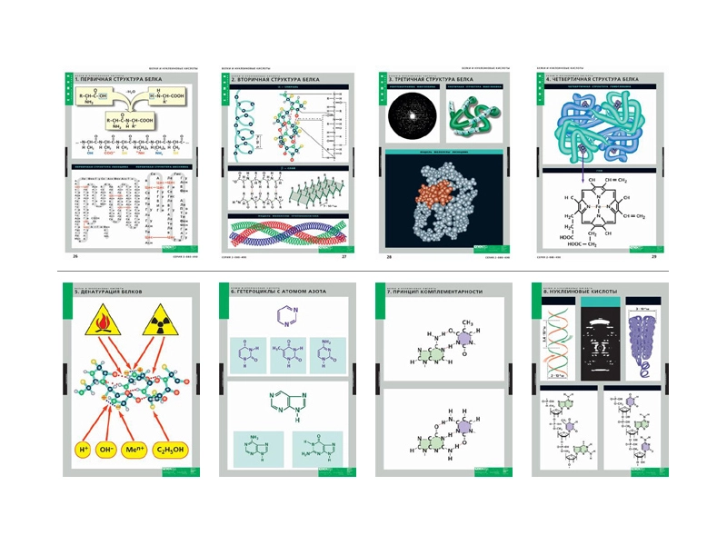 Белки и нуклеиновые кислоты, 8 листов