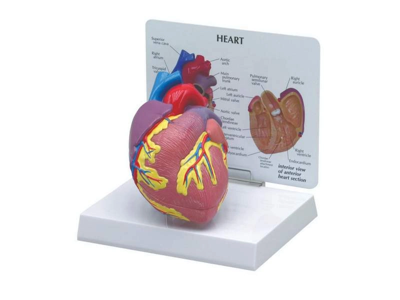 Модель сердца