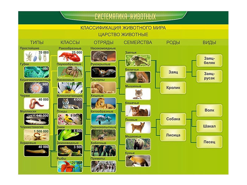 Настенный стенд «Систематика животных» прочный