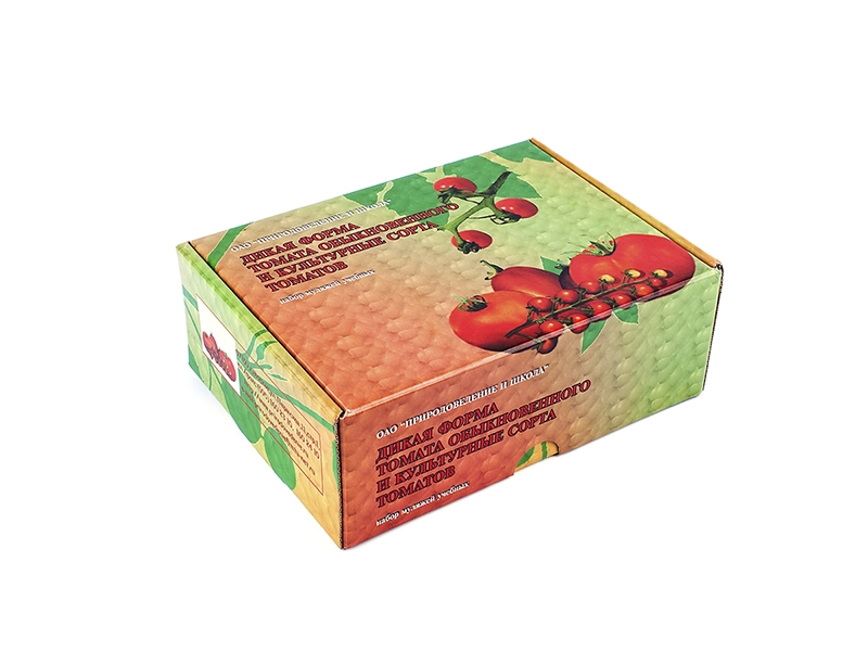 Набор учебных муляжей томата — дикорослая и культурные формы