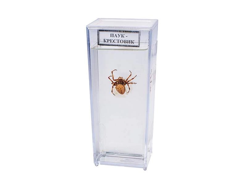 Зоопрепарат «Паук» в пластмассовом сосуде