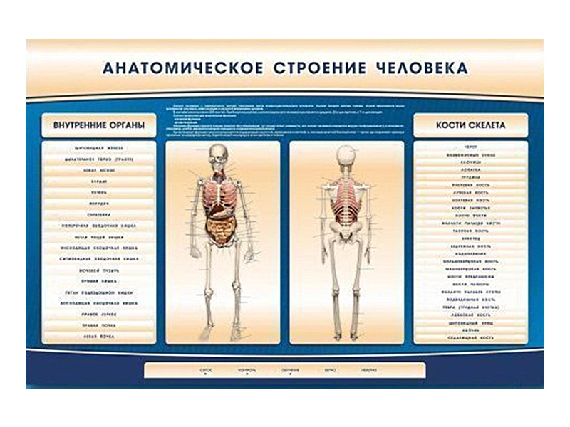 Электрифицированный анатомический стенд со скелетом 1500×1000 мм