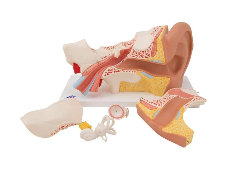Модель уха, 3-кратное увеличение, 6 частей