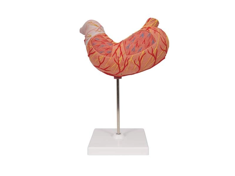 Анатомическая модель желудка (2 части)