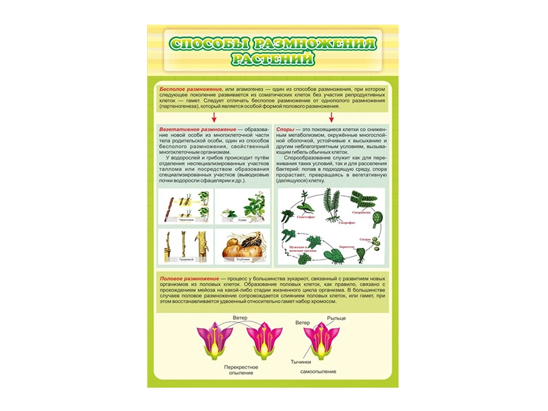 Школьный стенд «Способы размножения»