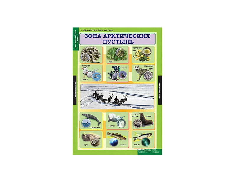 Набор демонстрационных таблиц "Окружающий мир", 56 листов
